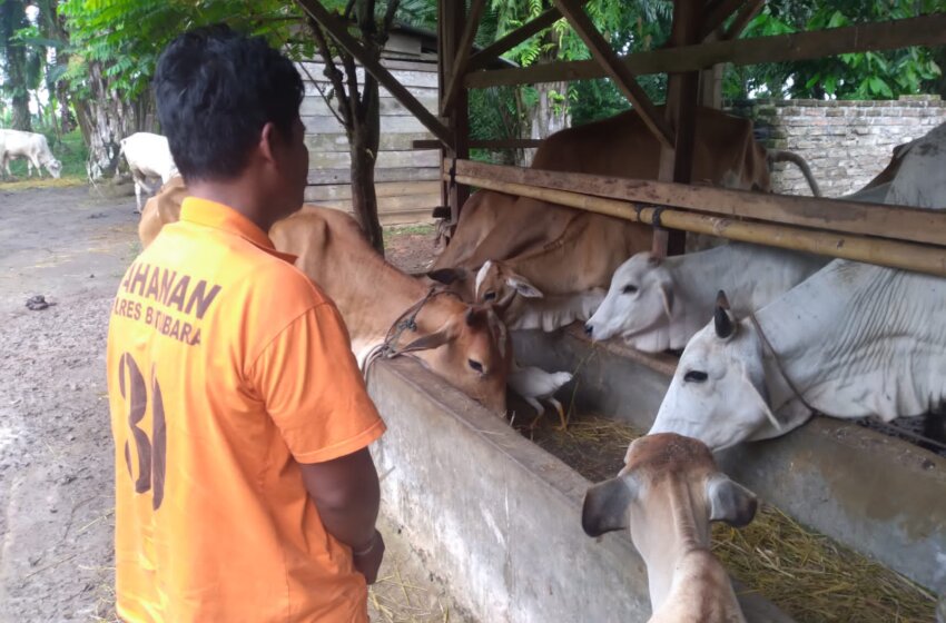  Gelapkan 36 ekor lembu Milik Bos, Culas Di jemput Polres Batu Bara