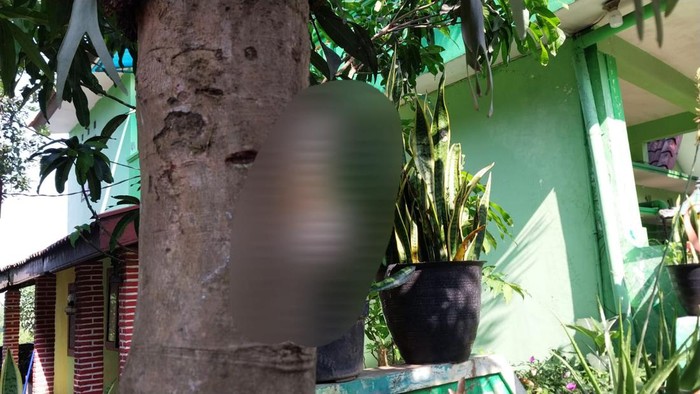 kucing-dipaku